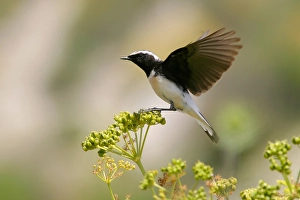 Cypriaca Prints: Cyprustapuit, Cyprus Wheatear, Oenanthe cypriaca