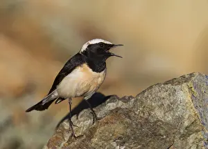 Cypriaca Prints: Cyprustapuit, Cyprus Wheatear, Oenanthe cypriaca