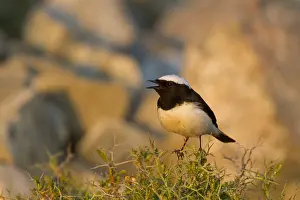 Cypriaca Prints: Cyprustapuit, Cyprus Wheatear, Oenanthe cypriaca