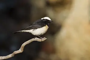Cypriaca Prints: Cyprustapuit, Cyprus Wheatear, Oenanthe cypriaca