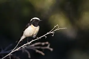 Cypriaca Prints: Cyprustapuit, Cyprus Wheatear, Oenanthe cypriaca