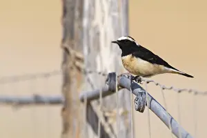 : Cyprustapuit, Cyprus Wheatear, Oenanthe cypriaca