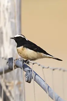: Cyprustapuit, Cyprus Wheatear, Oenanthe cypriaca
