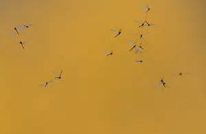 Insekten Prints: Dansmuggen, Chironomids, Chironomidae