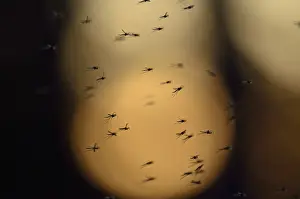 Insekten Prints: Dansmuggen, Chironomids, Chironomidae