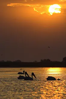 Images Dated 11th June 2008: Danube Delta, Donaudelta