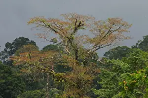 Images Dated 19th June 2014: Danum, Danum Valley