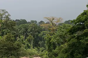Images Dated 19th June 2014: Danum, Danum Valley