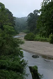 Regenwoud Prints: Danum, Danum Valley