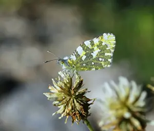 Images Dated 15th July 2016: Dappled White Euchloe crameri