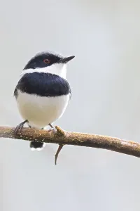 Batis Prints: Dark Batis, Batis crypta