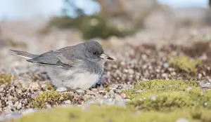 Carolinensis Prints: Dark-eyed Junco (Slate-colored), Junco hyemalis hyemalis/carolinensis