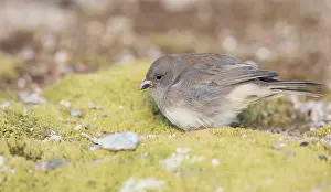 Carolinensis Prints: Dark-eyed Junco (Slate-colored), Junco hyemalis hyemalis/carolinensis