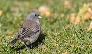 Carolinensis Prints: Dark-eyed Junco (Slate-colored), Junco hyemalis hyemalis/carolinensis