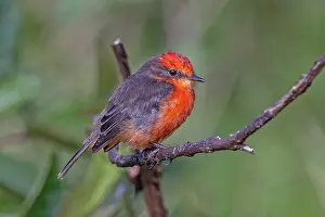 Images Dated 24th May 2023: Darwin's Flycatcher, Pyrocephalus nanus