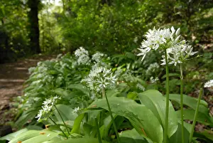 Zuijderduijn Prints: Daslook, Bear's Garlic, Allium ursinum