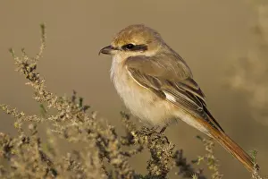 Wirbeltiere Prints: Daurian Shrike, Daurische Klauwier, Lanius isabellinus