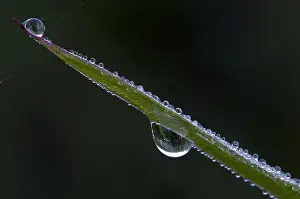 Blad Prints: dauw, dew