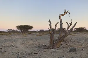 Vista Prints: Dead Tree in arid plain