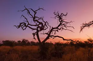 Images Dated 4th June 2009: A dead tree at sunset. Botswana