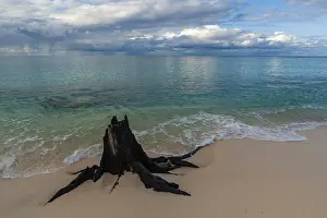 Images Dated 17th November 2012: A decaying tree stump on a sandy beach under a dramatically cloudy sky