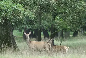 Images Dated 31st August 2006: deer
