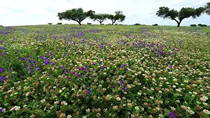 Images Dated 17th April 2015: Dehesa
