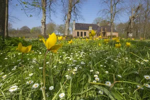 Stinzenflora Prints: Dekema State