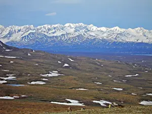 United States Prints: Denali NP