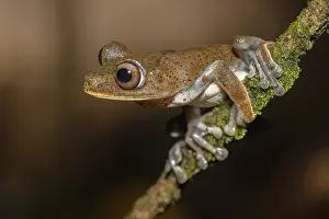 2024 Prints: Dendropsophus manonegra