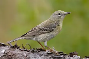Images Dated 25th February 2006: Dennenzanger, Pine Warbler, Setophaga pinus