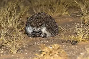 Nocturnal Prints: Desert Hedgehog (Paraechinus aethiopicus)