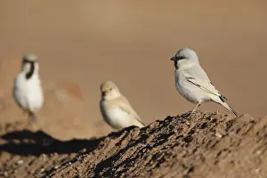 Trio Prints: Desert Sparrow, Passer simplex