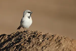 Images Dated 12th January 2020: Desert Sparrow, Passer simplex