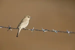 Images Dated 12th January 2020: Desert Sparrow, Passer simplex
