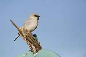 Images Dated 13th January 2020: Desert Sparrow, Passer simplex