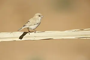 Images Dated 15th January 2020: Desert Sparrow, Passer simplex