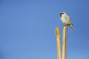 Images Dated 14th January 2020: Desert Sparrow, Passer simplex