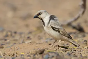 Images Dated 30th April 2018: Desert Sparrow, Passer simplex saharae