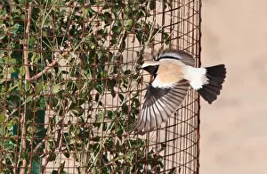 Woestijntapuit Prints: Desert Wheatear