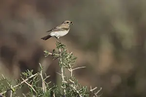 Perching On Bush Prints: Desert Wheatear