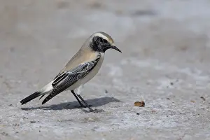 Muscicapidi Prints: Desert Wheatear
