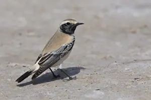 Muscicapidi Prints: Desert Wheatear