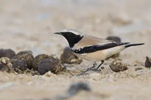 Muscicapidi Prints: Desert Wheatear