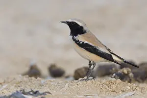 Muscicapidae Prints: Desert Wheatear