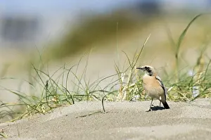 Woestijntapuit Prints: Desert Wheatear, Woestijntapuit, Oenanthe deserti