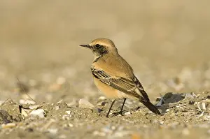 Woestijntapuit Prints: Desert Wheatear, Woestijntapuit, Oenanthe deserti