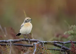 Woestijntapuit Prints: Desert Wheatear, Woestijntapuit, Oenanthe deserti