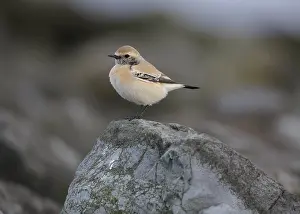 Woestijntapuit Prints: Desert Wheatear, Woestijntapuit, Oenanthe deserti