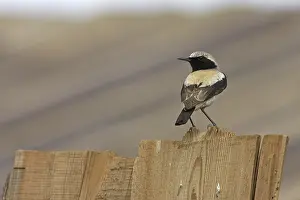 Woestijntapuit Prints: Desert Wheatear, Woestijntapuit, Oenanthe deserti